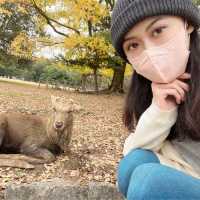 日本奈良公園｜真的好多🦌鹿，一旁的烤地瓜攤販很好吃😍