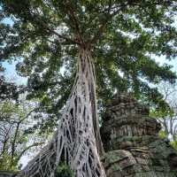 Angkor Wat - Siem Reap