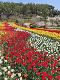 태안 세계 튤립 축제🌷🌷🌷