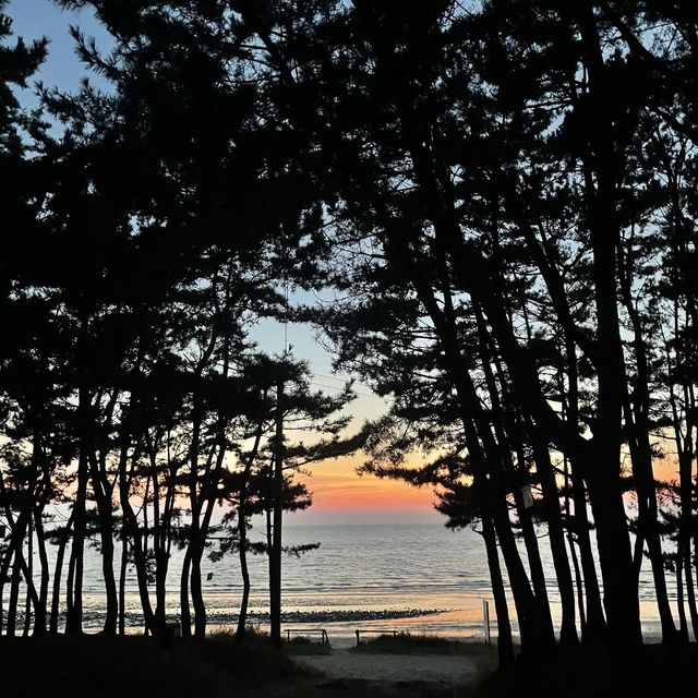 밤에 해루질로 꽃게, 조개, 소라 잡기 