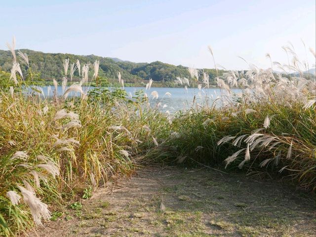 억새풀과 북한강 옆으로 산책하기 좋은 곳