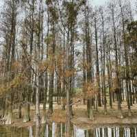 珠海斗門區的第一個溼地公園-黃楊河溼地公園