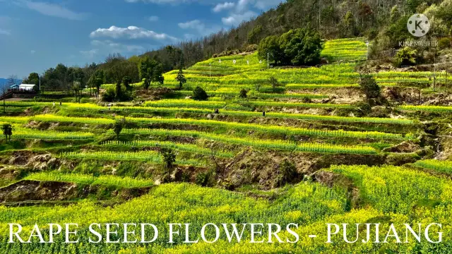 RAPE SEED FLOWERS - MINSHENGCUN PUJIANG