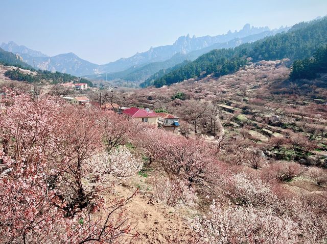 엄청난 규모의 벛꽃과 산중마을의 조화, 북구수(北九水)