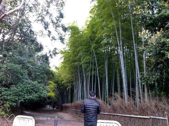 京都嵐山竹林之道