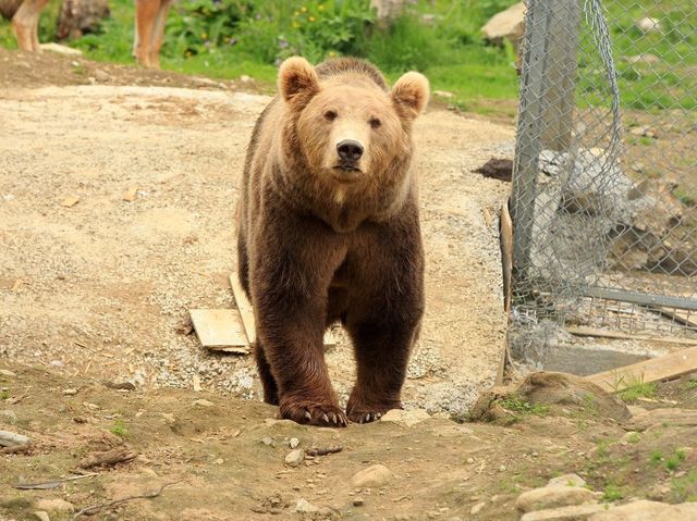 挪威北極動物園