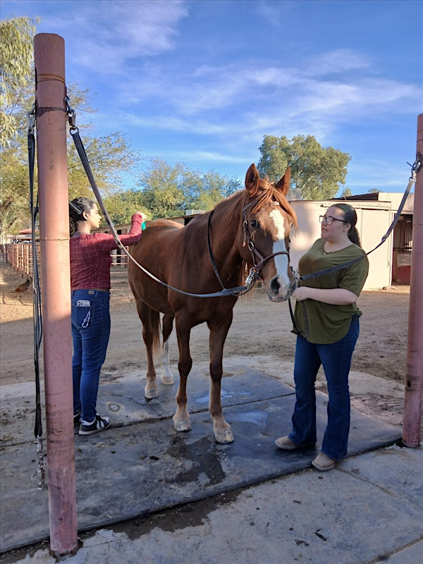Horse Grooming Session | 2350 W Rau River Rd