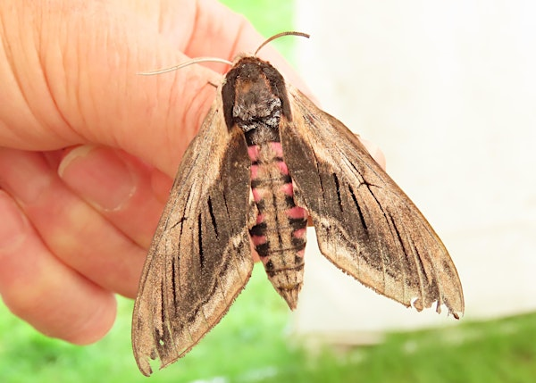 Bats about Moths! | Foxearth Meadows Nature Reserve