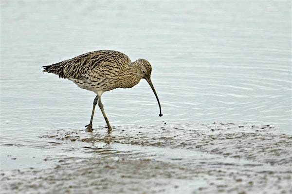 A daytime walk at Budle Bay | Budle Bay viewing platform