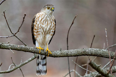Hawk Migration | Barlow Nature Preserve