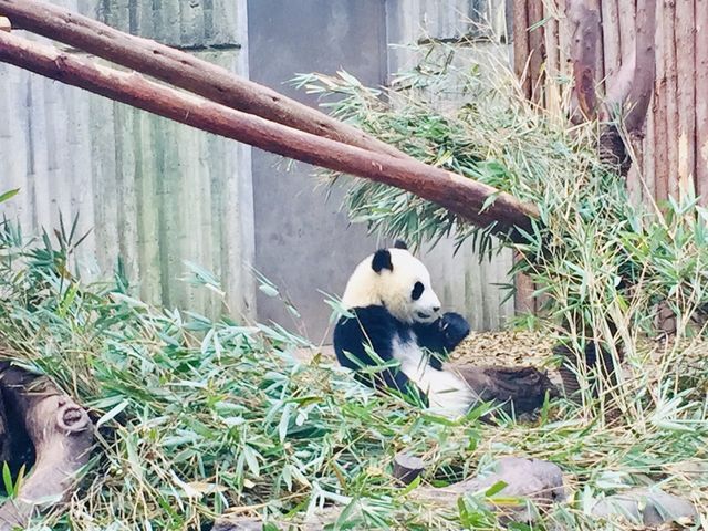 ADORABLY CHARMING BABY PANDAS 