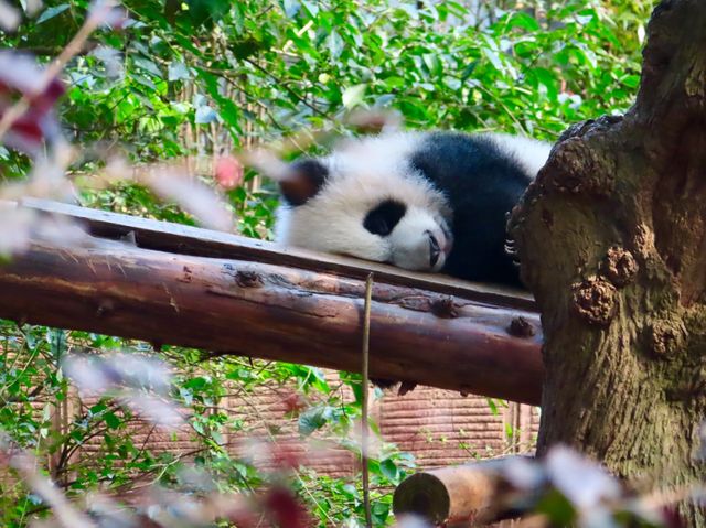 ADORABLY CHARMING BABY PANDAS 