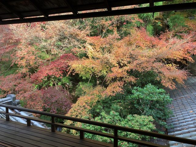 【京都】紅葉の名所♪瑠璃光院でみる絶景