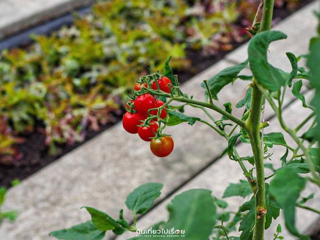 🍃 Coro Field ฟาร์มสไตล์ญี่ปุ่นชื่อดัง ราชบุรี