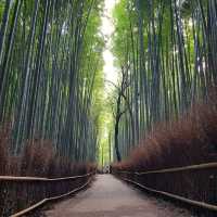 The art of entertainment by Geisha in Kyoto