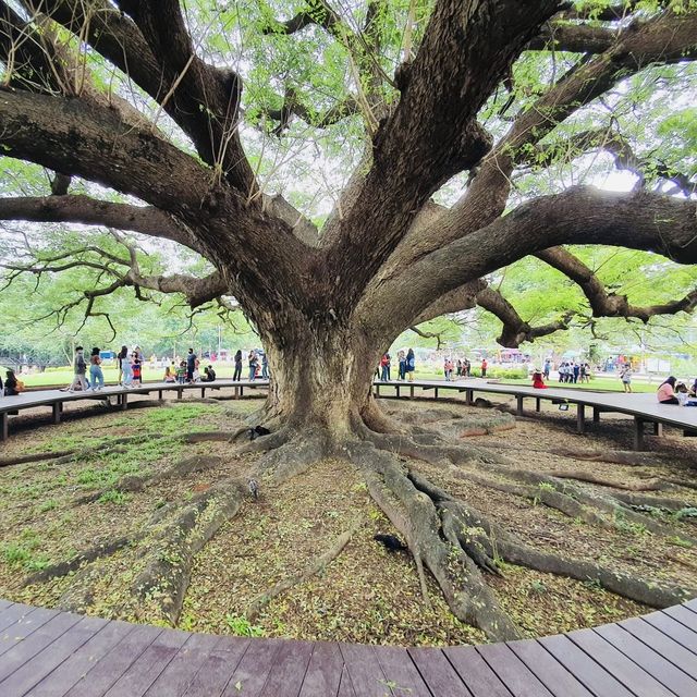 แลนด์มาร์คกาญจนบุรี กับต้นจามจุรี อายุ 100 กว่าปี