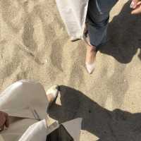 따뜻한 봄에 적격인 봄바다피크닉🏖🥐🥖☕️✨