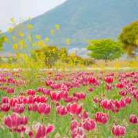 [분홍빛 튤립이 가득한 양산, 황산공원🌷]