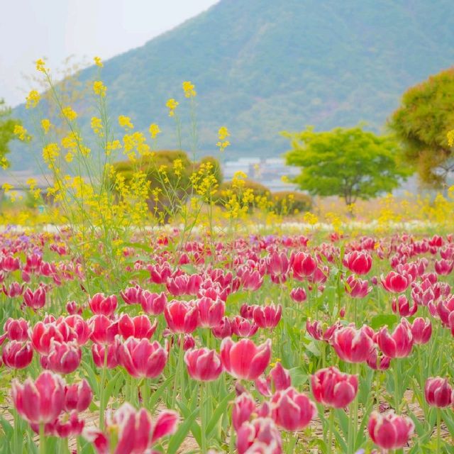 [분홍빛 튤립이 가득한 양산, 황산공원🌷]
