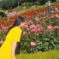 부천 도당산 백만송이 장미축제🌹