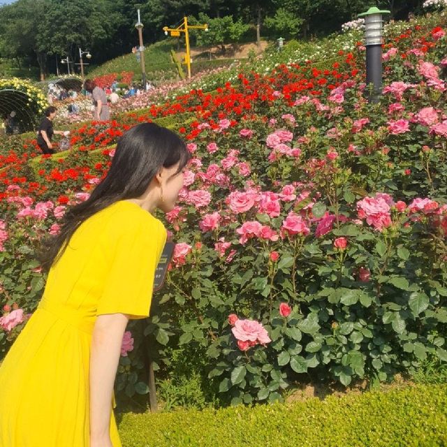 부천 도당산 백만송이 장미축제🌹