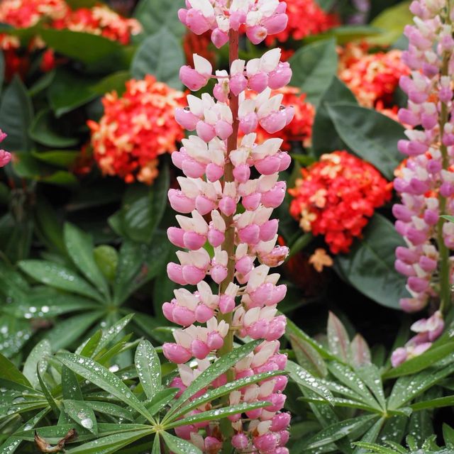賞花好去處😍寶康公園隱世之處