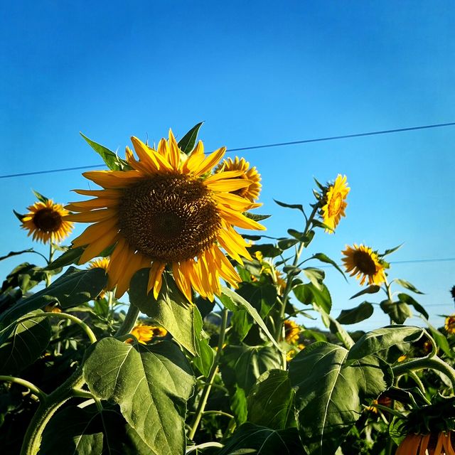 抓緊夏天的尾巴 擁抱茂盛太陽花