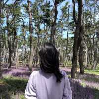 👀 지금 대왕암공원에 가야하는 이유 🌳 보라색 꽃밭 💜 맥문동