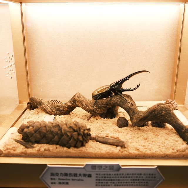【#商場打卡🪲】#免費 #甲蟲王國大冒險