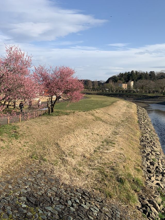 Cherry Blossom in Japan