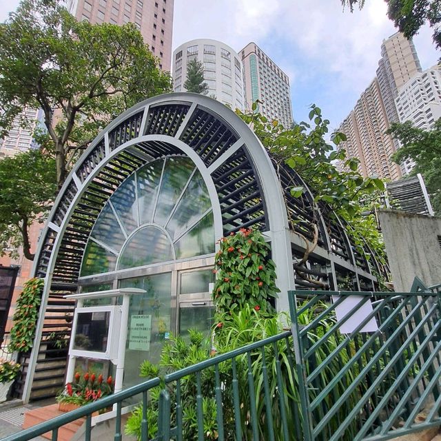 香港的巿中森林