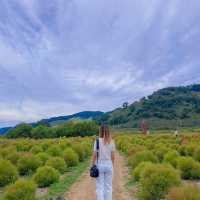 댑싸리 황화코스모스 천일홍이 가득한 📍임진강 댑싸리공원