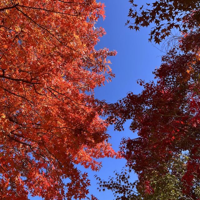 韓国【エバーランド】テーマパークで愉しむ韓国の秋🍁