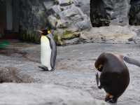 【旭川】北海道の動物が見られる！旭川市旭山動物園をご紹介