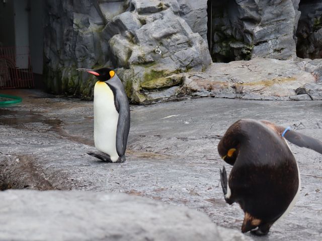 【旭川】北海道の動物が見られる！旭川市旭山動物園をご紹介