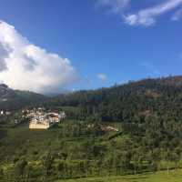 Pleasant smell of tea leaves in the air