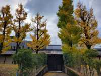 寺內周邊長滿聳立的銀杏樹｜東本願寺