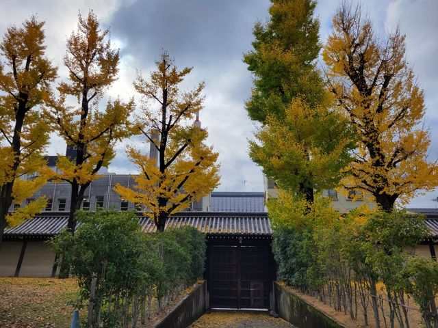 寺內周邊長滿聳立的銀杏樹｜東本願寺