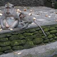 MONKEY FOREST AT