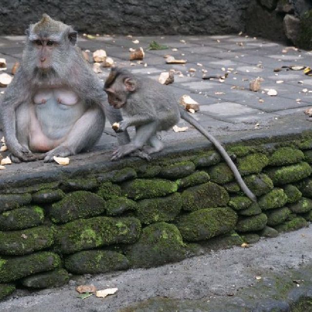 MONKEY FOREST AT
