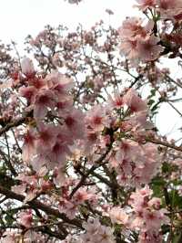 櫻花🌸盛開時｜台北天元宮