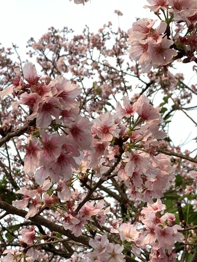 櫻花🌸盛開時｜台北天元宮