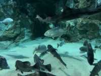 【山口】海響館で関門海峡のお魚見学②