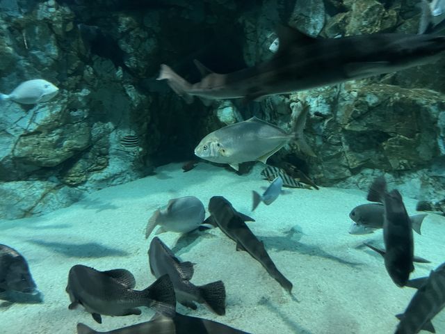 【山口】海響館で関門海峡のお魚見学②