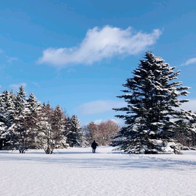 利尻　森林公園