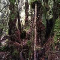 Enchanting Mossy Forest
