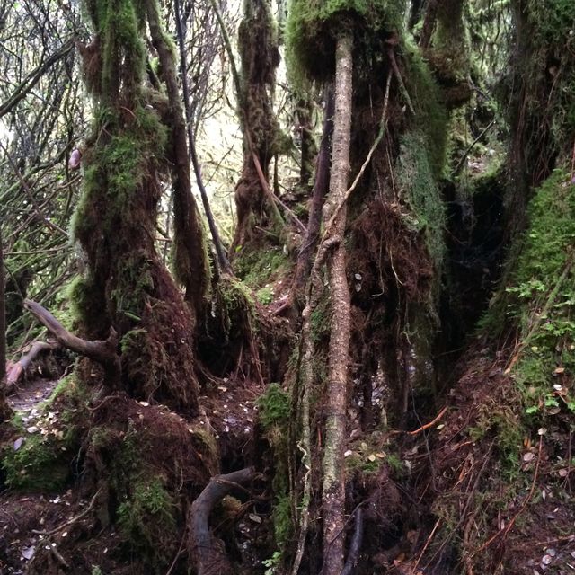 Enchanting Mossy Forest