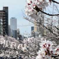【東京】満開の桜と川が美しい都会にある自然