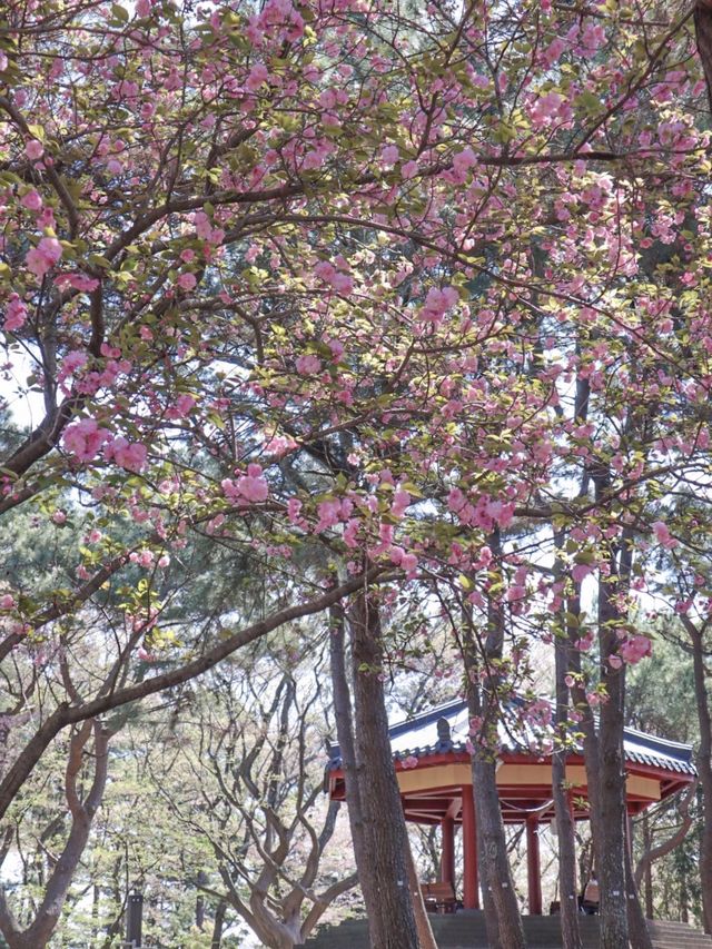 제주 공항 근처 마지막 벚꽃 막차 코스, 삼무공원