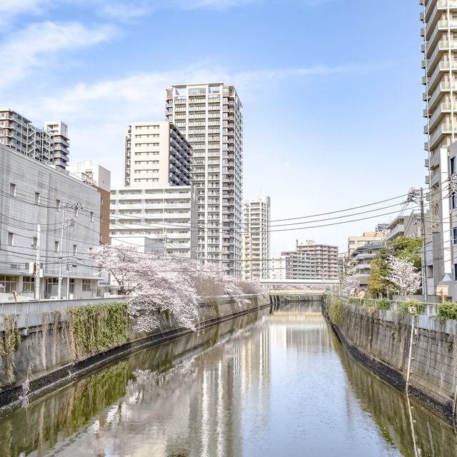 五反田駅近くの目黒川沿いの桜